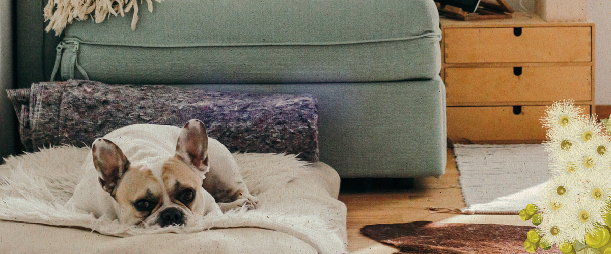 Property for Sale South Maclean QLD Flourish